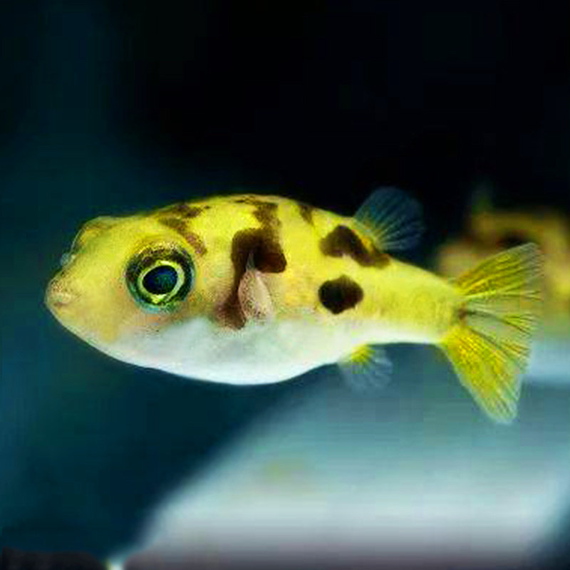 鱼之巧克力娃娃潜水艇巧娃螺鱼清理杂螺高手热带鱼