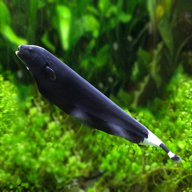 羽毛刀魔魔鬼刀鱼活体天刀尼罗河电鳗鳗鱼热带鱼鱼