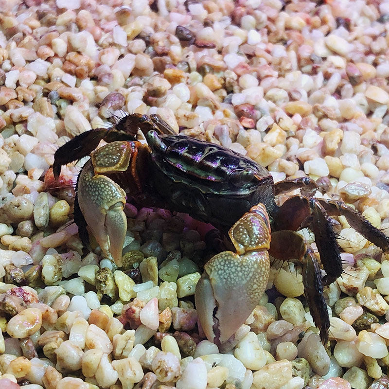 将军鱼之蟹之螃蟹紫色观赏陆地泰国进口耐养蟹