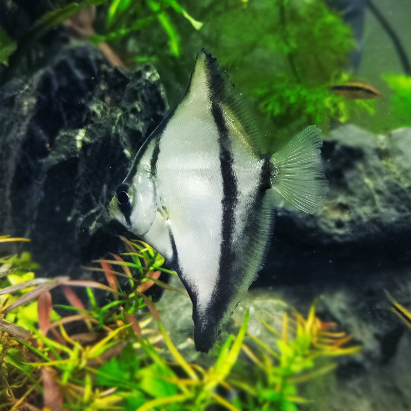 鱼之黑蝙蝠鲳鱼神仙仙鱼活体观赏鱼黄鳍鲳金鲳黑带鱼