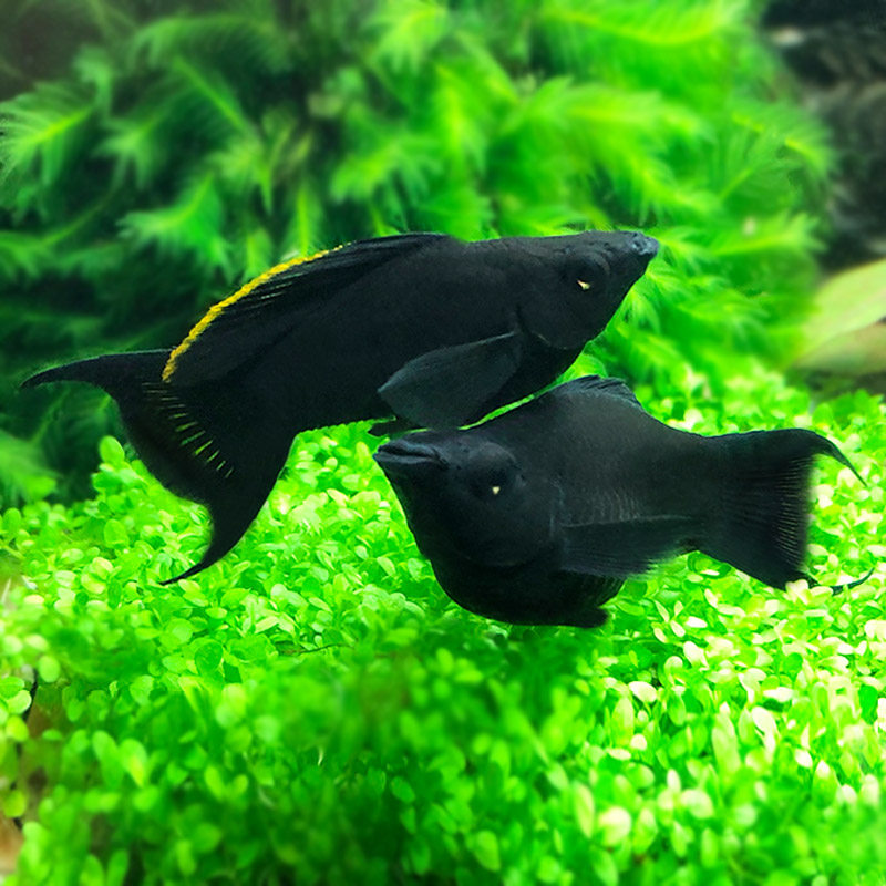 玛丽皮球胎生燕尾黑球球形生仔产仔热带观赏鱼鱼