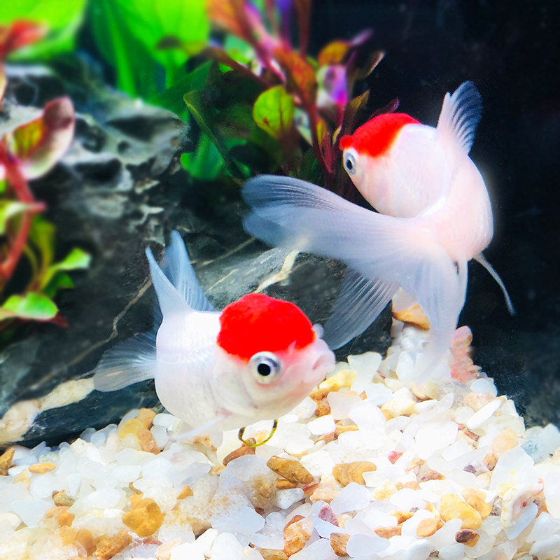 金鱼活鱼鸿运当头鹤顶红红红帽冷水鱼耐活好养活体鱼