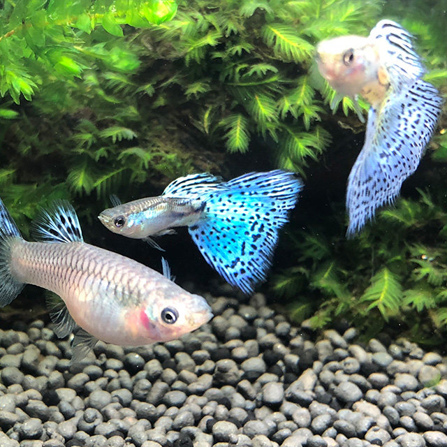 孔雀活体蓝草尾兰草鱼蓝热带鱼免邮鱼