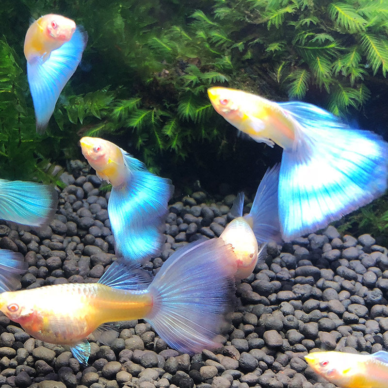 孔雀活体天空鱼之缎带蓝大免邮公母配对鱼