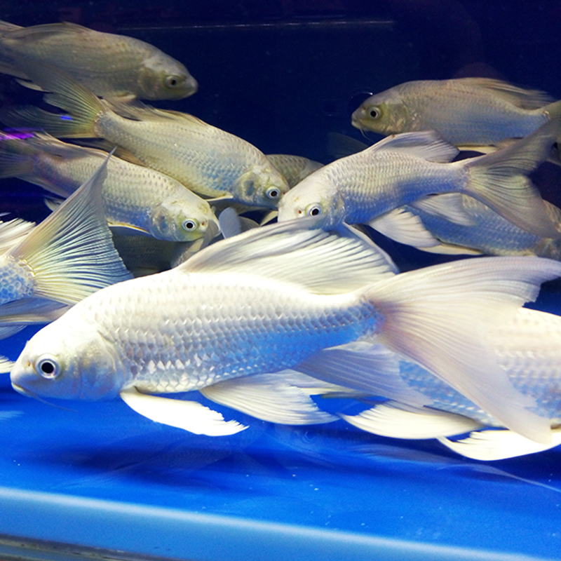 锦鲤龙凤白金台湾银色白银活体鱼