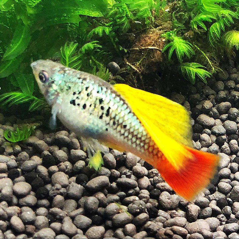 高帆鸳鸯鱼之牡丹鱼高鳍蓝胎生玛丽活体观赏鱼鱼