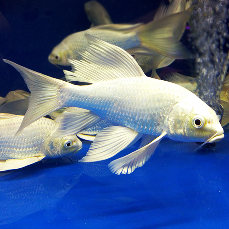 锦鲤龙凤白金台湾银色白银活体鱼