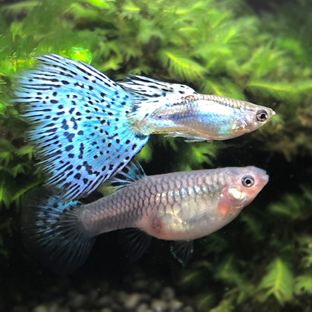 孔雀活体蓝草尾兰草鱼蓝热带鱼免邮鱼
