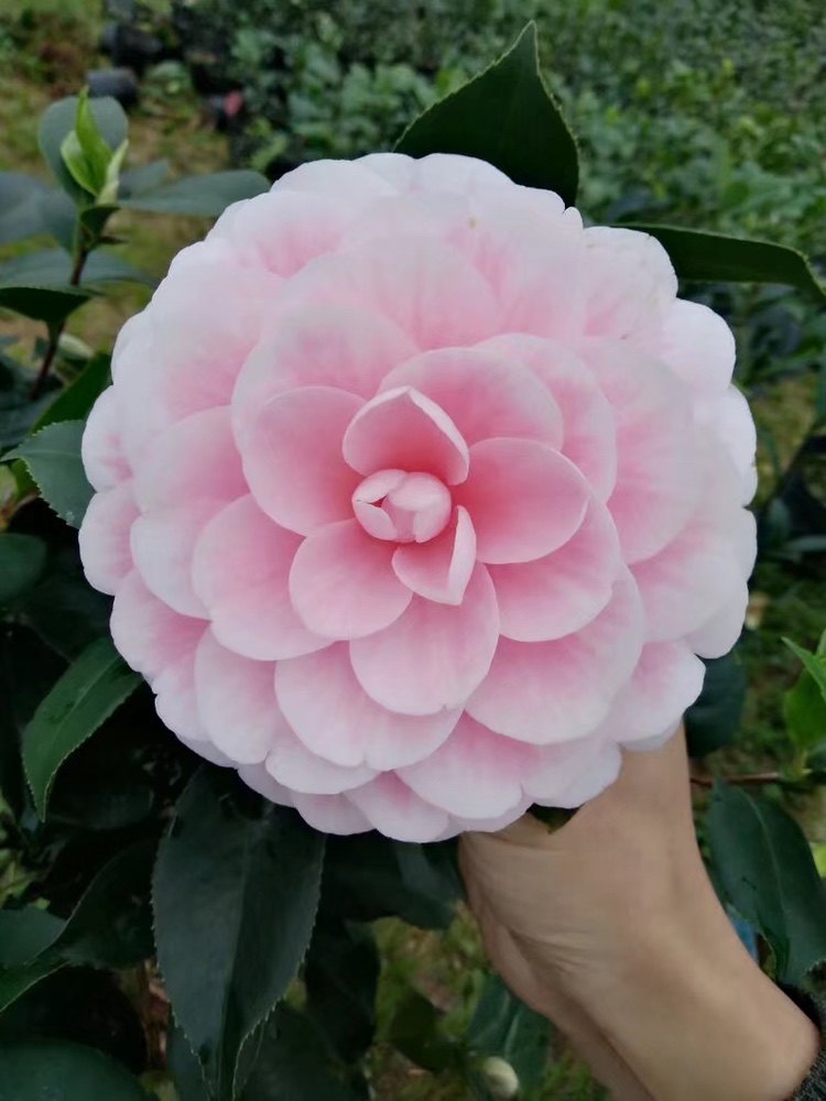 粉丹茶花花苗花卉盆栽赤丹科变异精品山茶花产地时令草本花卉