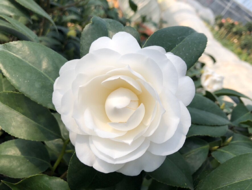 玉丹又名白赤丹茶花花苗珍贵山茶花绿植盆栽阳台时令草本花卉