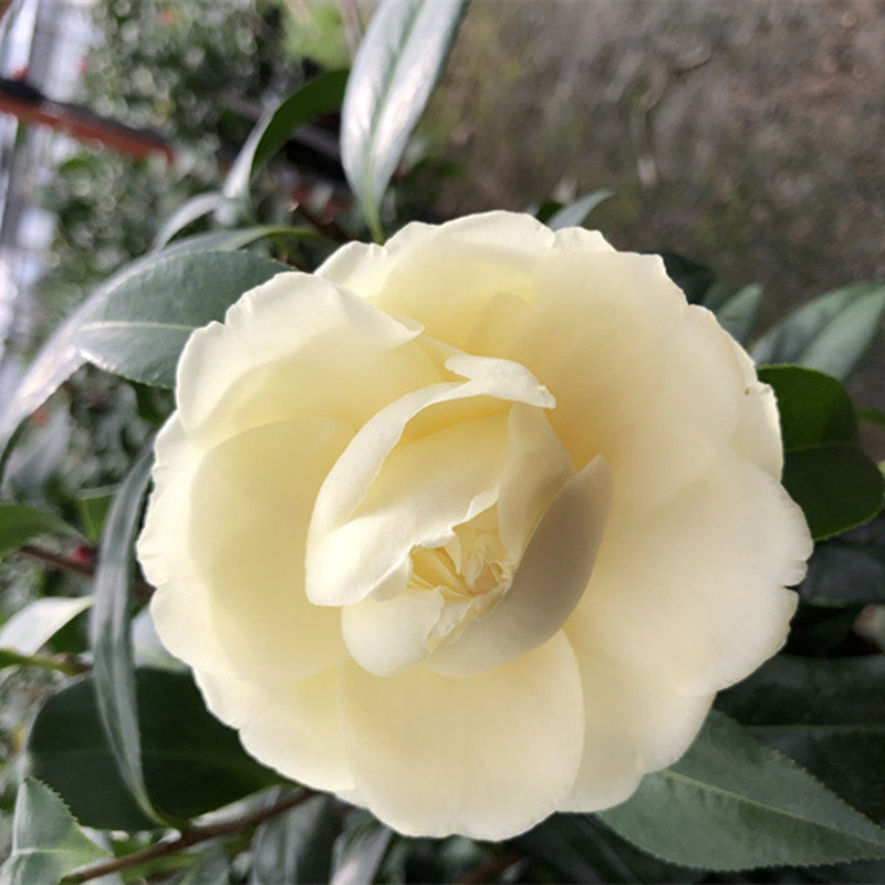 黄旗茶花花苗纯黄色系庭院阳台盆栽花卉实物时令草本花卉