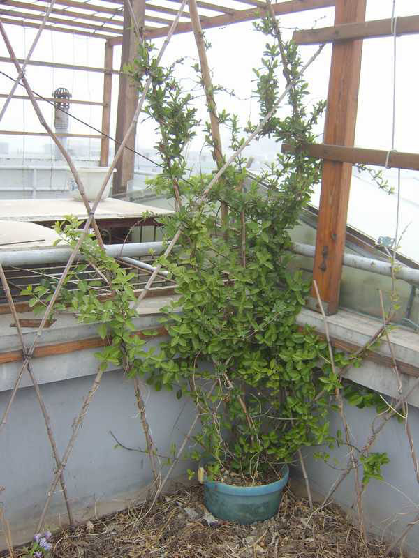 爬藤植物黄白白红金银花树苗花卉鸳鸯藤四季不掉时令草本花卉