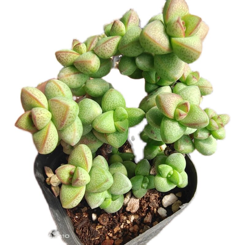 半球球星乙女多肉植物