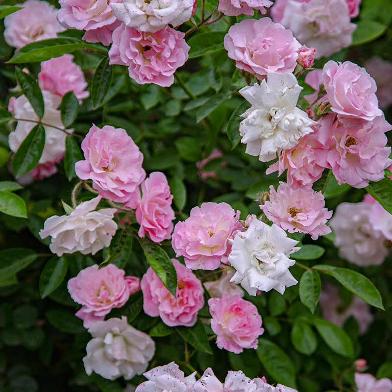 木香鼹鼠园艺家粉色花苗玫红爬藤蔷薇多头开花时令草本花卉