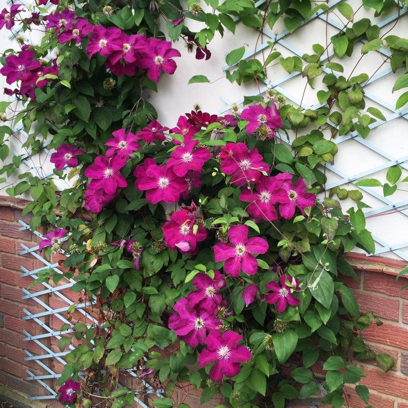 鼹鼠园艺家铁线莲东方晨曲东方晨曲晚花大花组爬藤花卉时令草本花卉