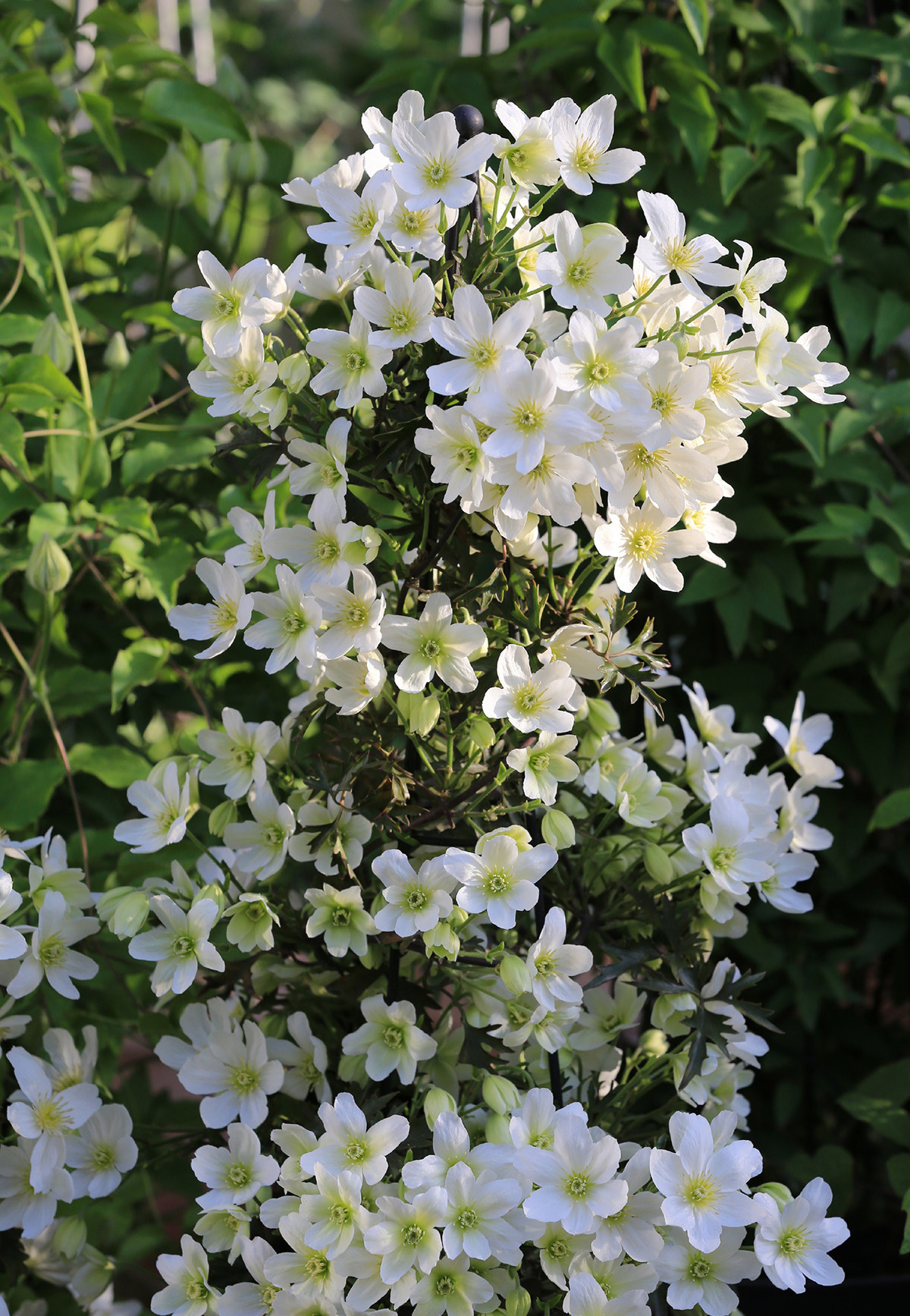 鼹鼠园艺家常绿铁线莲雪崩早花型白色爬藤植物阳台时令草本花卉