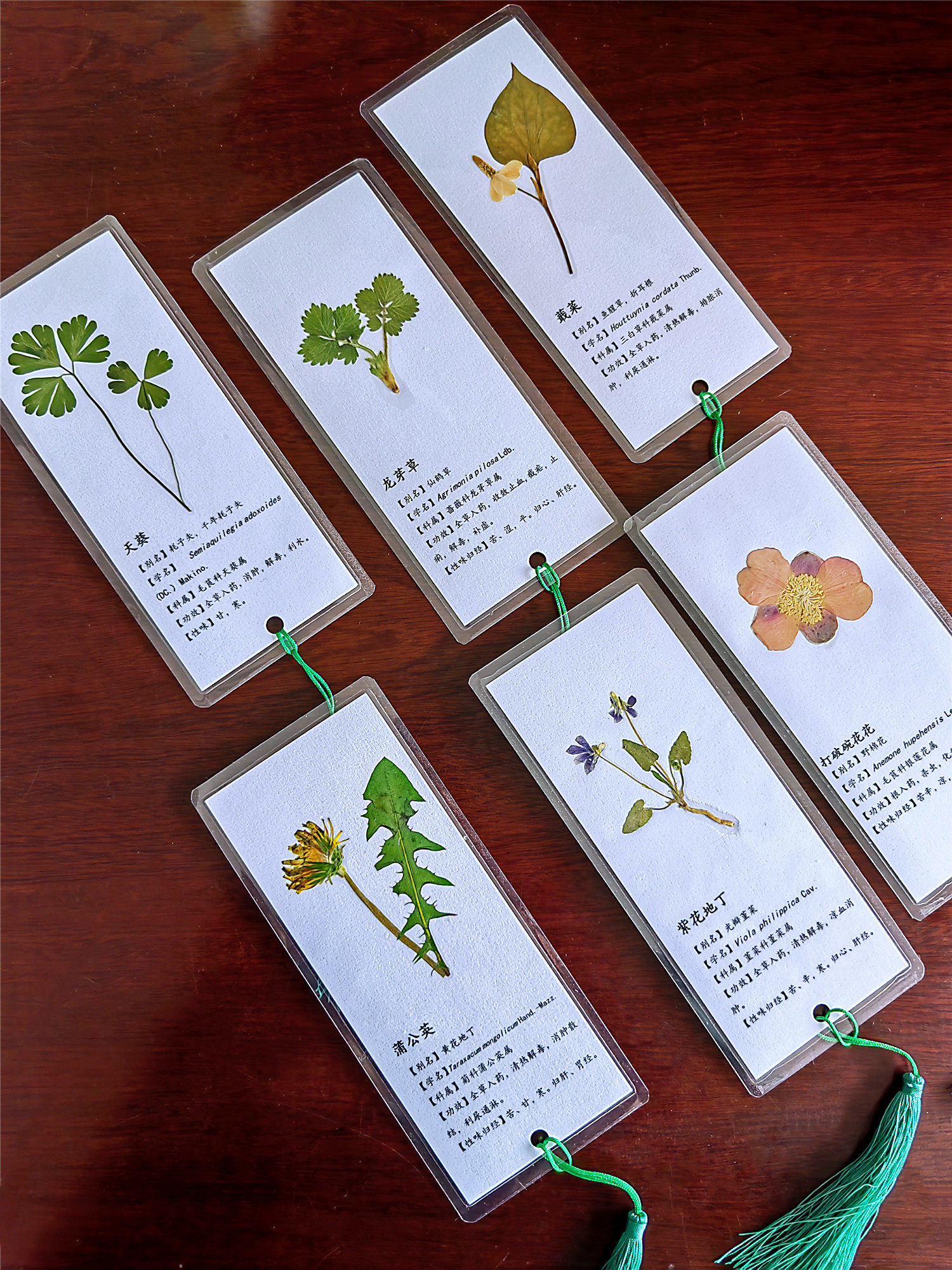 书签中药中医植物压花艺术药典内容功效创意书签