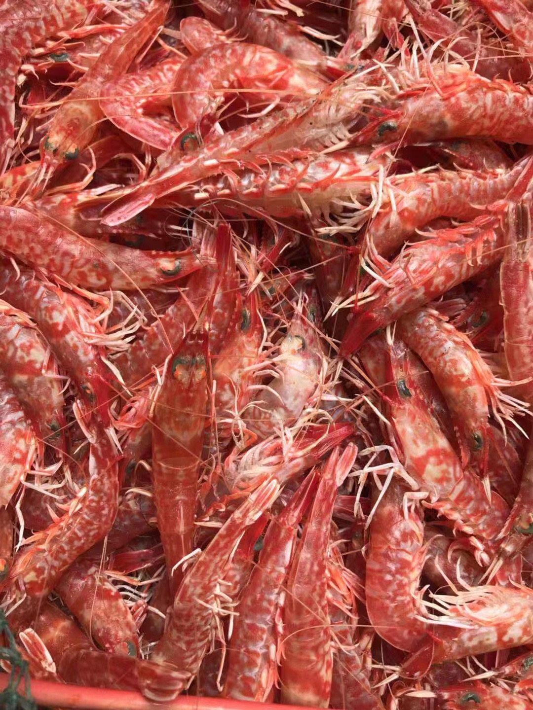 东山岛海鲜海捕活冻樱花虾500克虾类制品