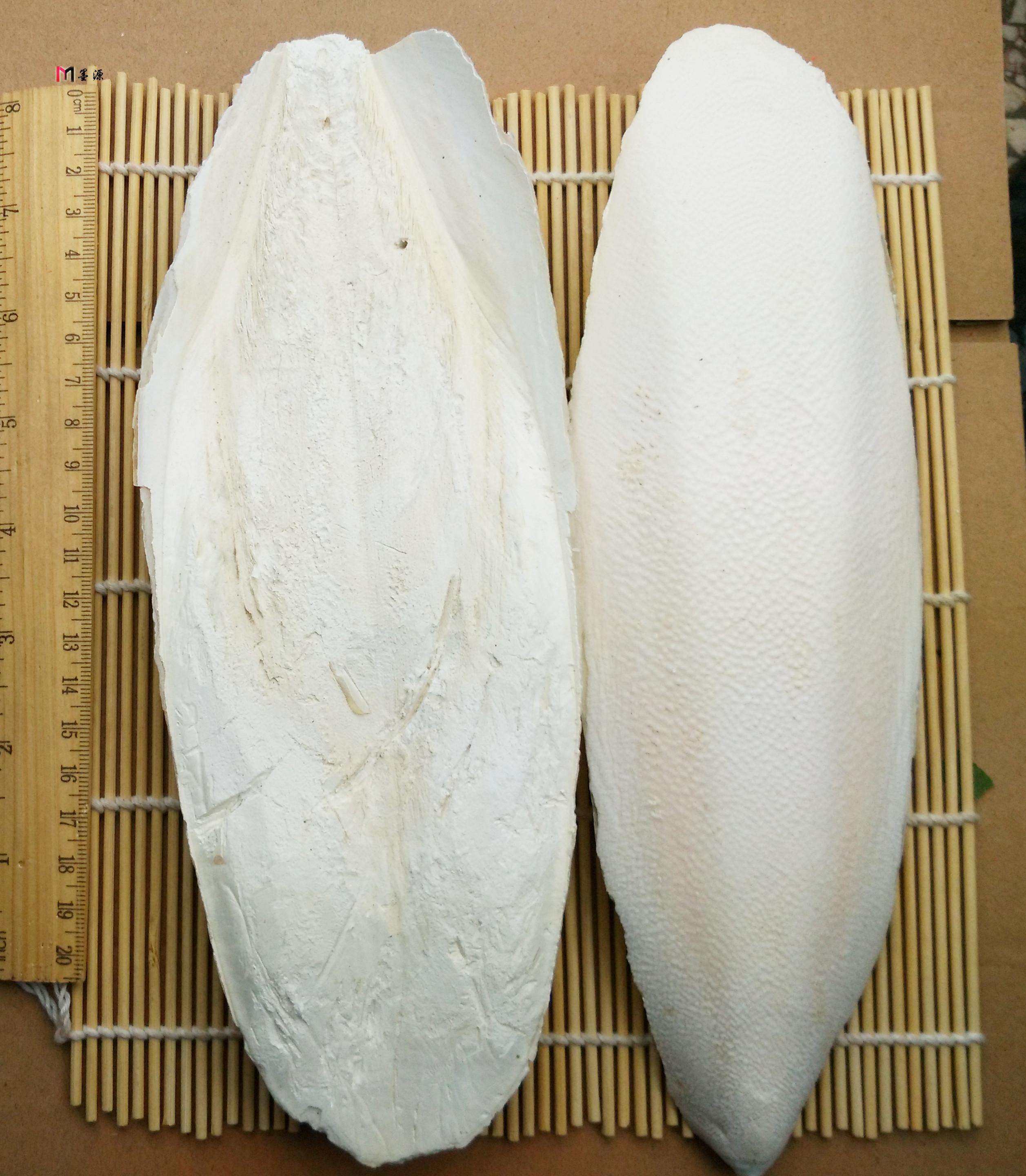 粤迪 大块墨鱼骨乌贼骨海螵蛸鹦鹉观赏鸟及宠物专用钙片