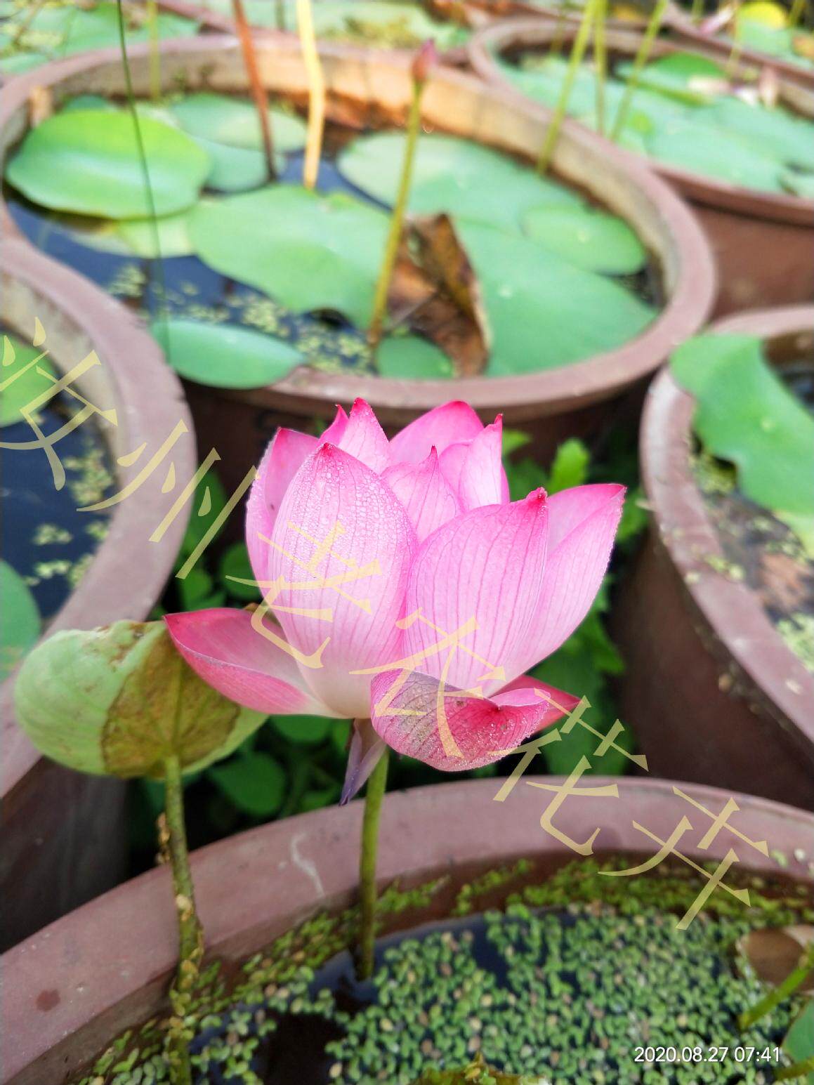 小鸟依人微型汝州老农花卉真碗莲荷荷花迷你水生时令草本花卉