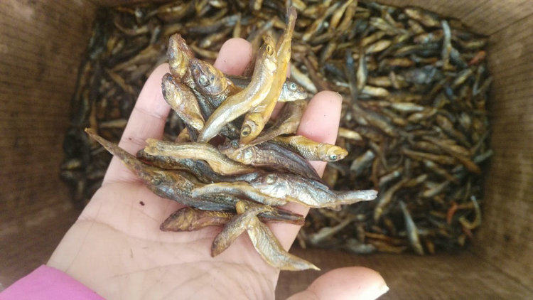 广西桂林农家自制麻鱼干干鱼仔小鱼干火培鱼鱼干
