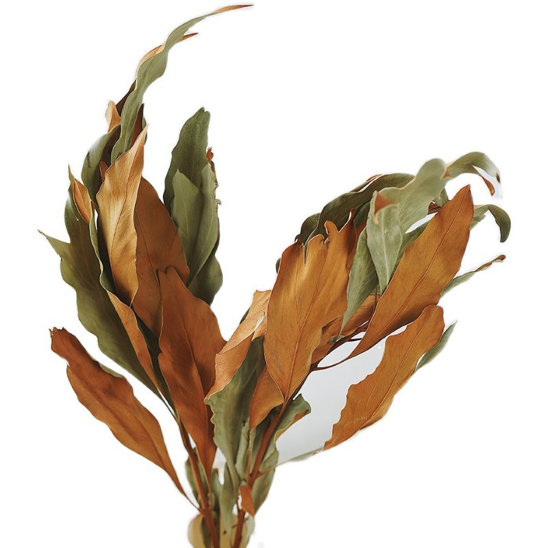 进口天然干花双色叶银桦银桦永生花叶材家居装饰插花干花