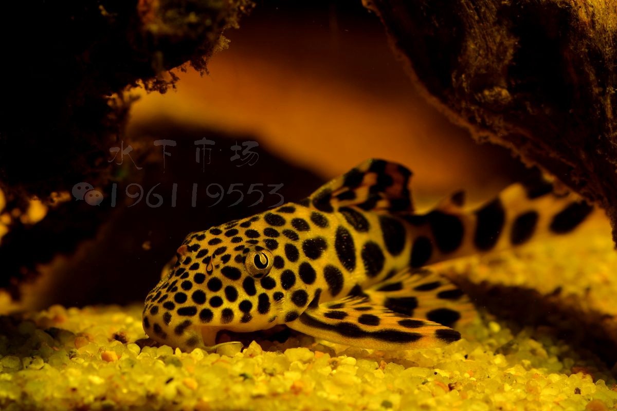 观赏鱼热带鱼活体工具南美野生异型异形黄金美洲豹鱼