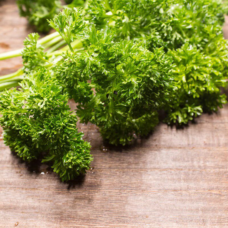 法香法国香菜洋芫番西芹菜番荽摆盘250g其它