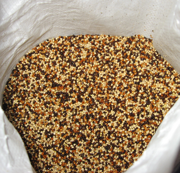 包邮5斤装】五色谷子小米2.5kg五种颜色粟米小谷子鹦鹉粮食混栗子