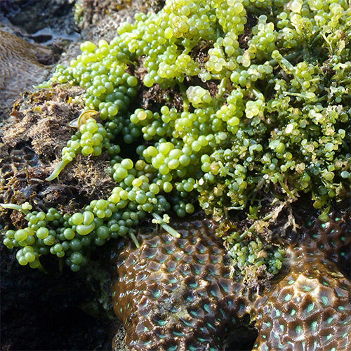 po4 藻缸主藻 绿提子藻 海藻观赏活体 海水绿葡萄藻 有效去除no3 - 痕