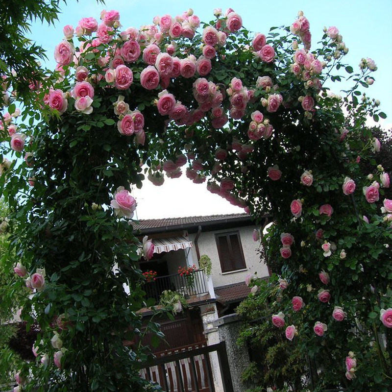 欧月藤本月季花苗扦插粉色龙沙宝石爬藤植物蔷薇观叶