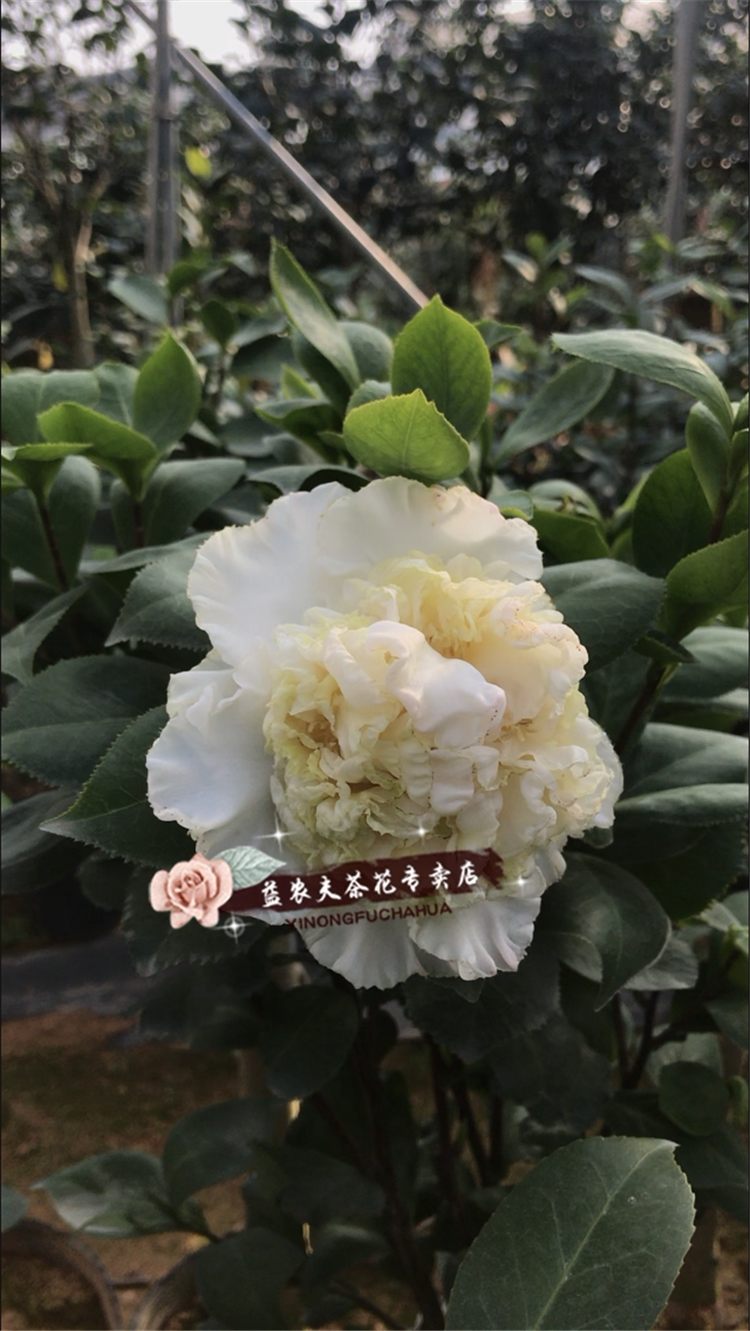 玉盘金华茶花花苗托桂型金黄巨型花益农夫基地时令草本花卉