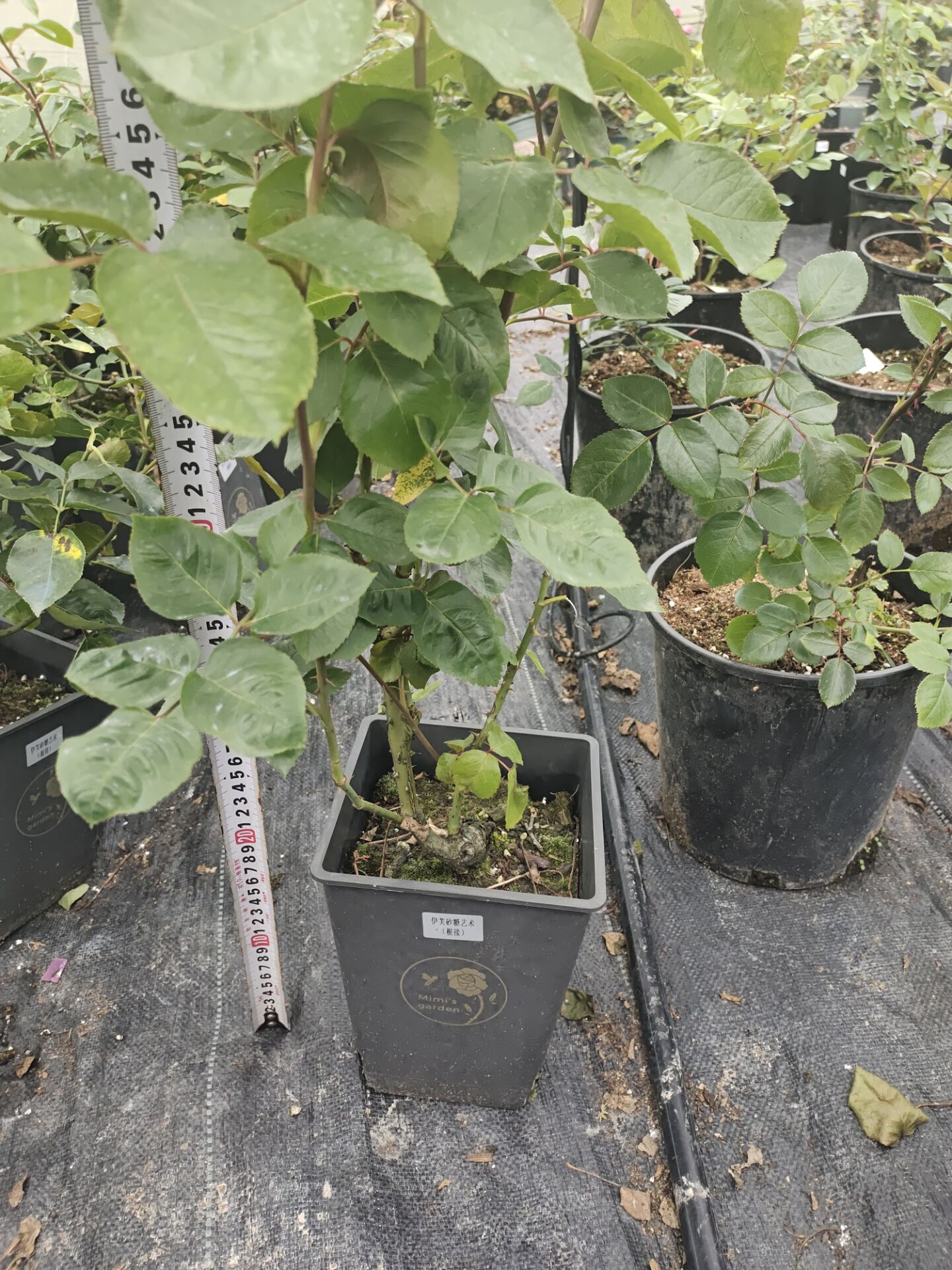 伊芙砂糖艺术月季大苗系列新品sucreart紫色月季