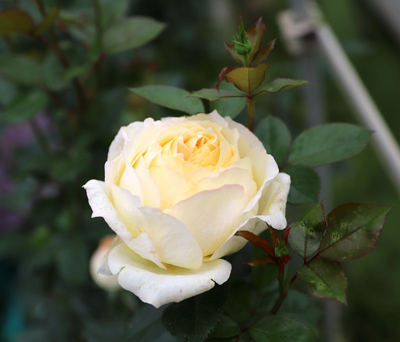 伊芙象牙浓香新品伯爵月季月季花花苗淡黄色大花时令草本花卉