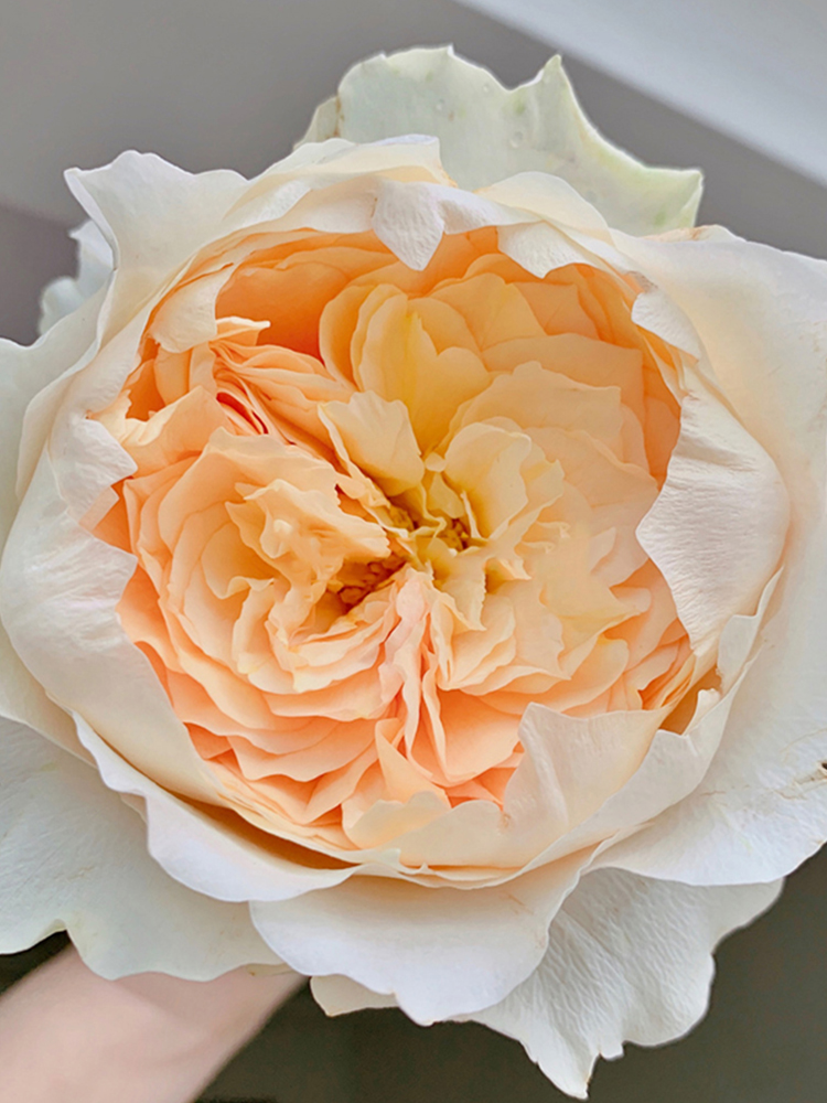 新品艾菲月季花奥斯汀灌木切花玫瑰大花浓香四季时令草本花卉