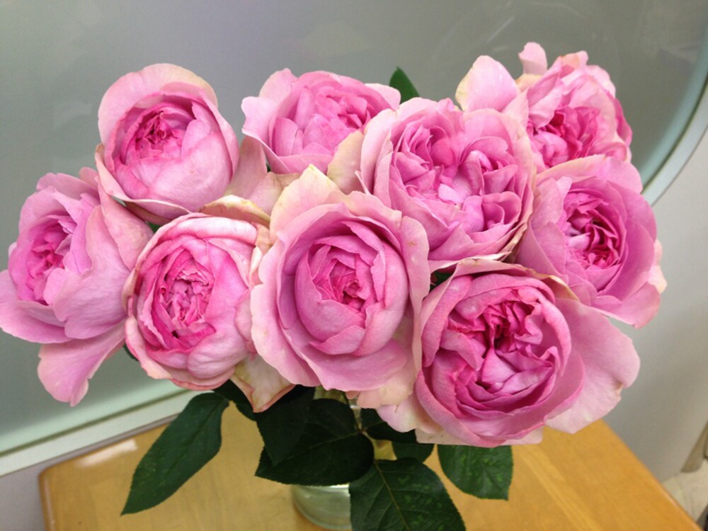 新品伊芙桃花月季根接大苗浓香淡粉系列大花时令草本花卉