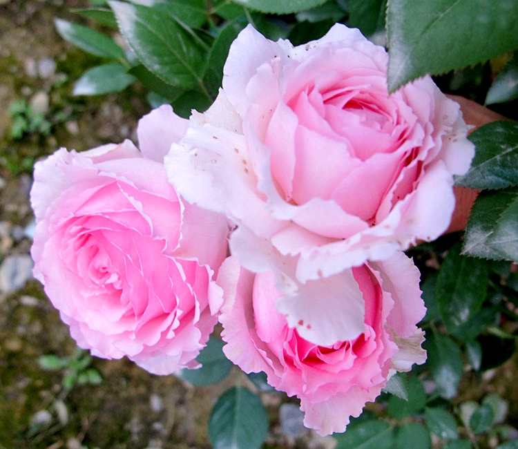 伊芙马蒂诺风琴月季花苗大花浓香庭院四季花卉盆栽切花粉色蕾丝边
