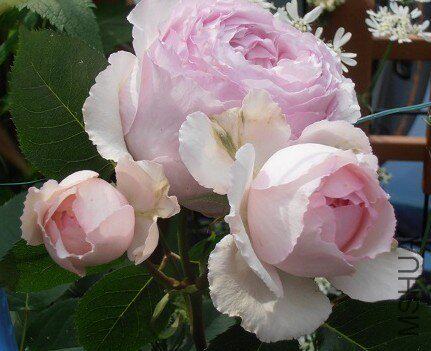 伊芙马蒂诺风琴月季花苗大花浓香庭院四季花卉盆栽切花粉色蕾丝边