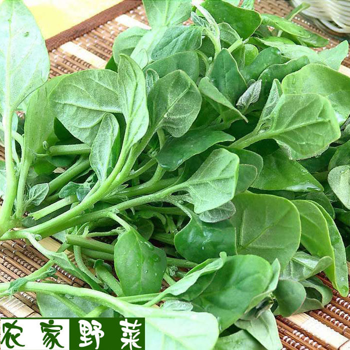 新鲜蔬菜 野菜 野菠菜 洋菠菜 番杏 纯野生 12元500g