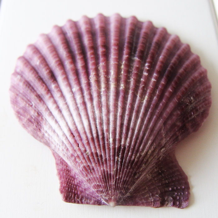 天然紫贝壳紫色扇贝海螺贝壳diy家居鱼缸地台海螺