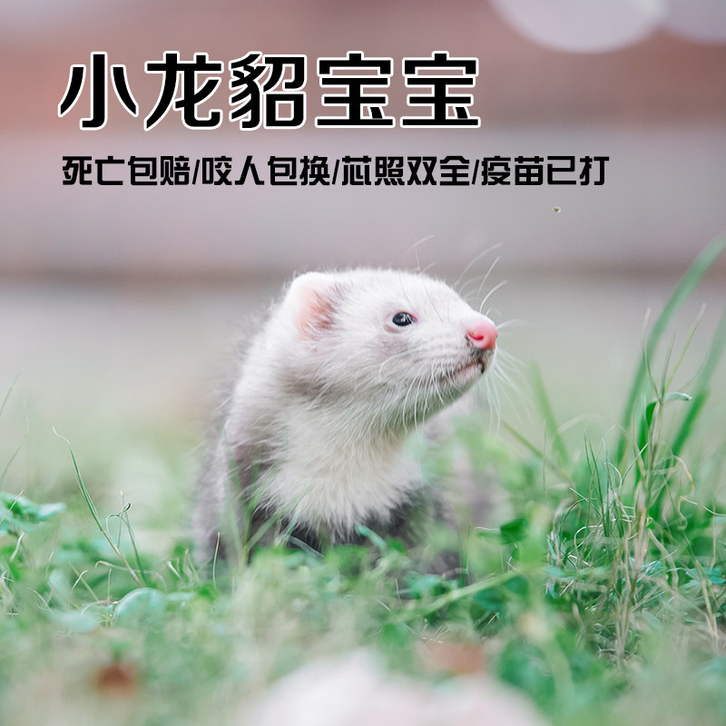 宠物直播挑选活体小龙雪貂幼崽迷你懒人萌宠宠物貂