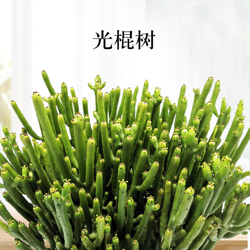 多肉植物光棍树锦老桩珊瑚超大盆栽室内办公室多肉植物