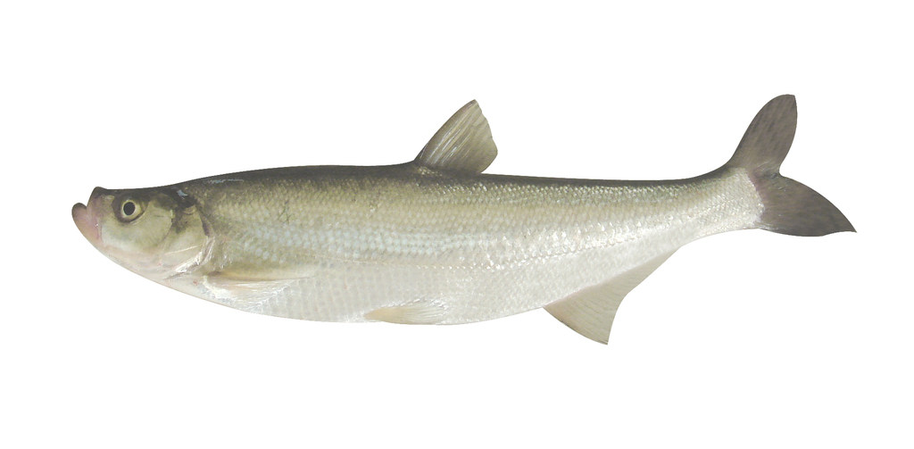 翘嘴大白风干国启5条400g包邮湖北淡水鱼类
