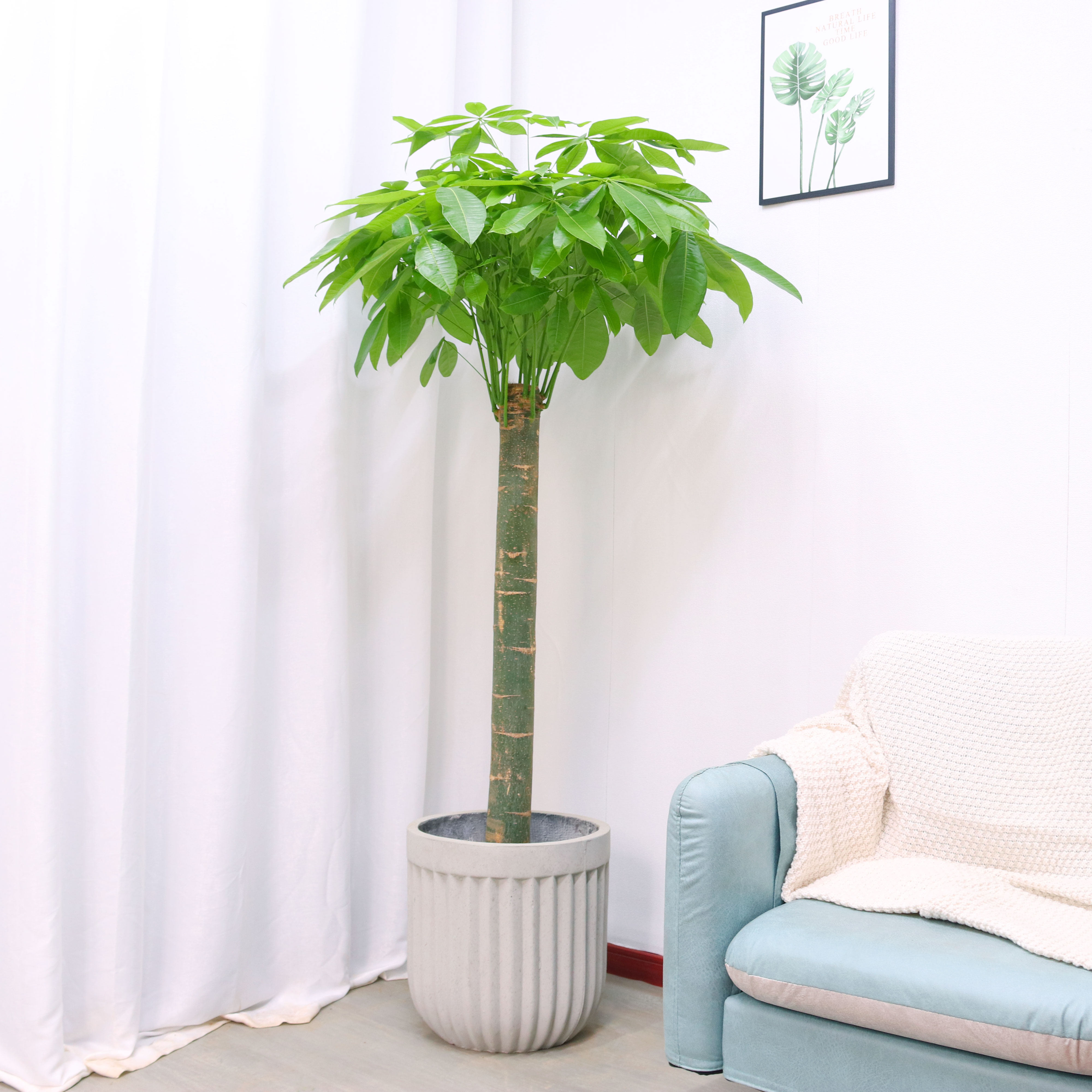 单杆发财树客厅办公室落地观净化空气开业乔迁花卉盆栽大型绿植