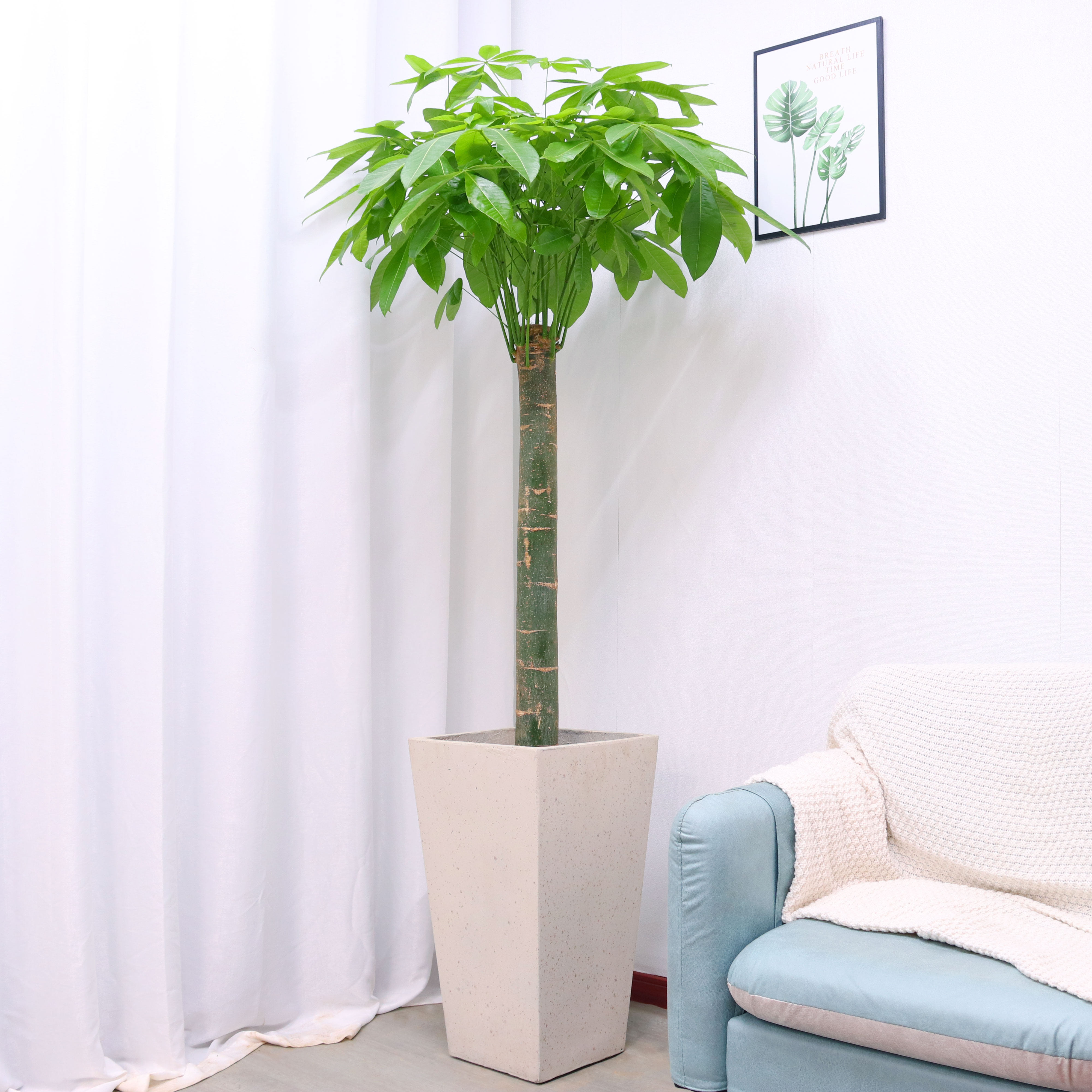 单杆发财树客厅办公室落地观净化空气开业乔迁花卉盆栽大型绿植