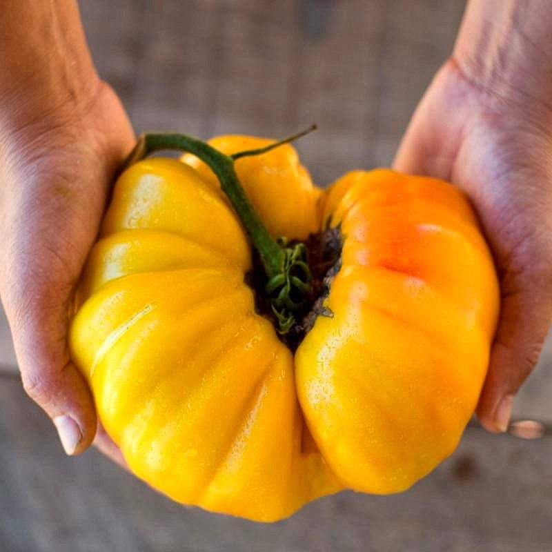 种子猎人条纹德国有机番茄进口传家宝拯救者阳台家庭园艺种子