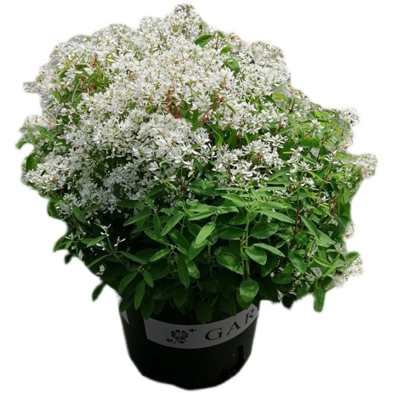 雪花飘雪花卉庭院阳台易爆白雪花圣诞大戟禾叶时令草本花卉