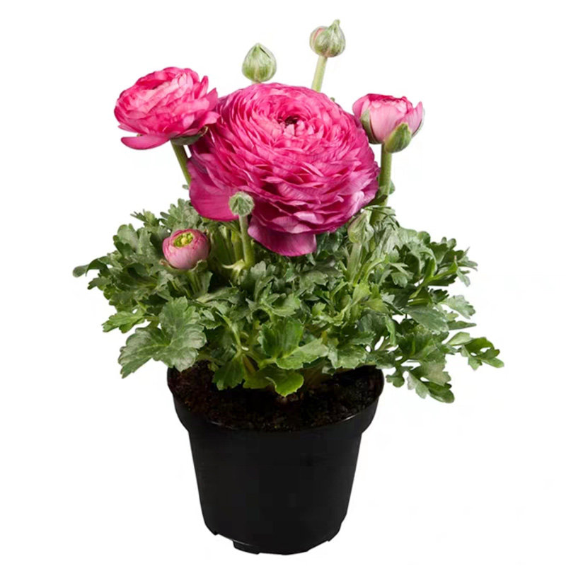 进口花毛茛种子春季播室内花园阳台盆栽秋季四季易种花卉花籽