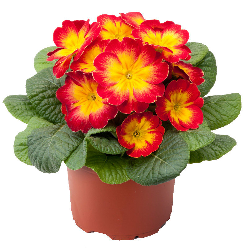 种子进口欧洲报春四季易种室内阳台盆栽秋播家庭园艺种子