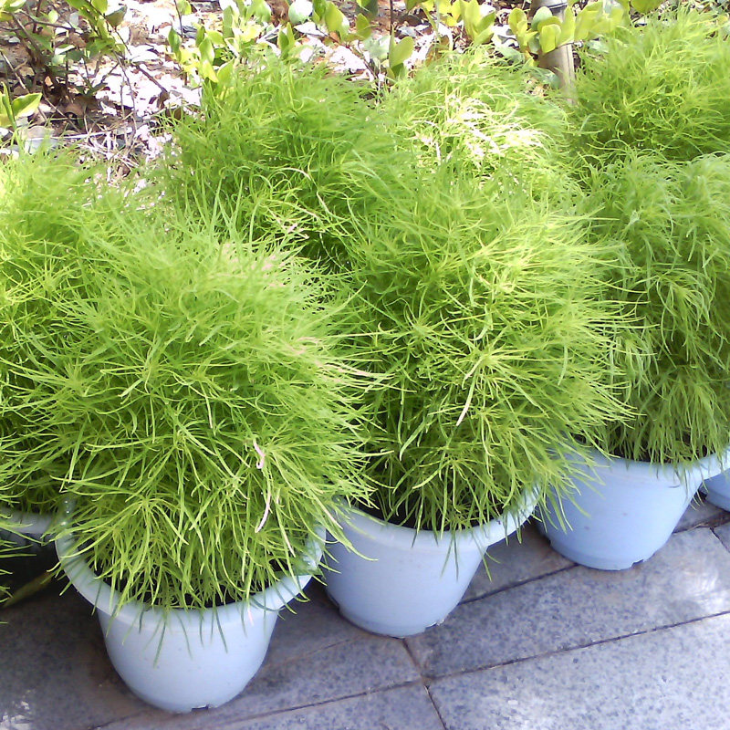 地肤种子地麦扫帚花草四季可播阳台盆栽花卉家庭园艺种子